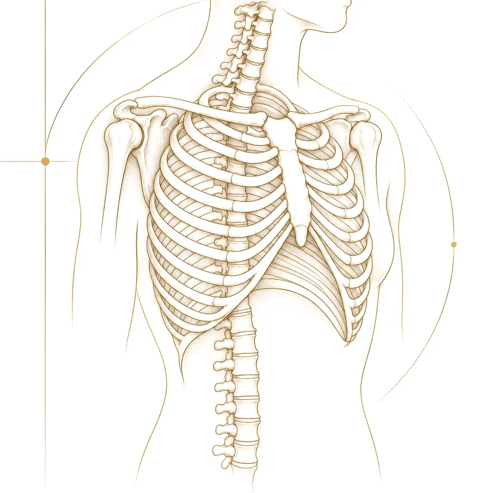Planche anatomique du thorax et de la colonne dorsale